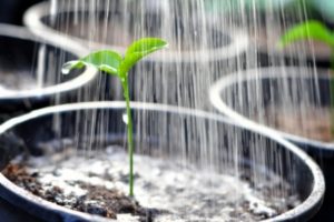 Watering young plants in pots, demonstrating water conservation techniques for gardening, relevant to reducing water bills and efficient plumbing practices.